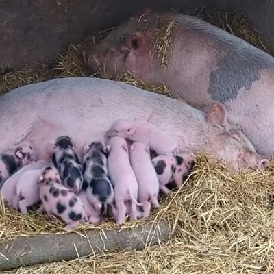 Csüngőhasú malacok születtek